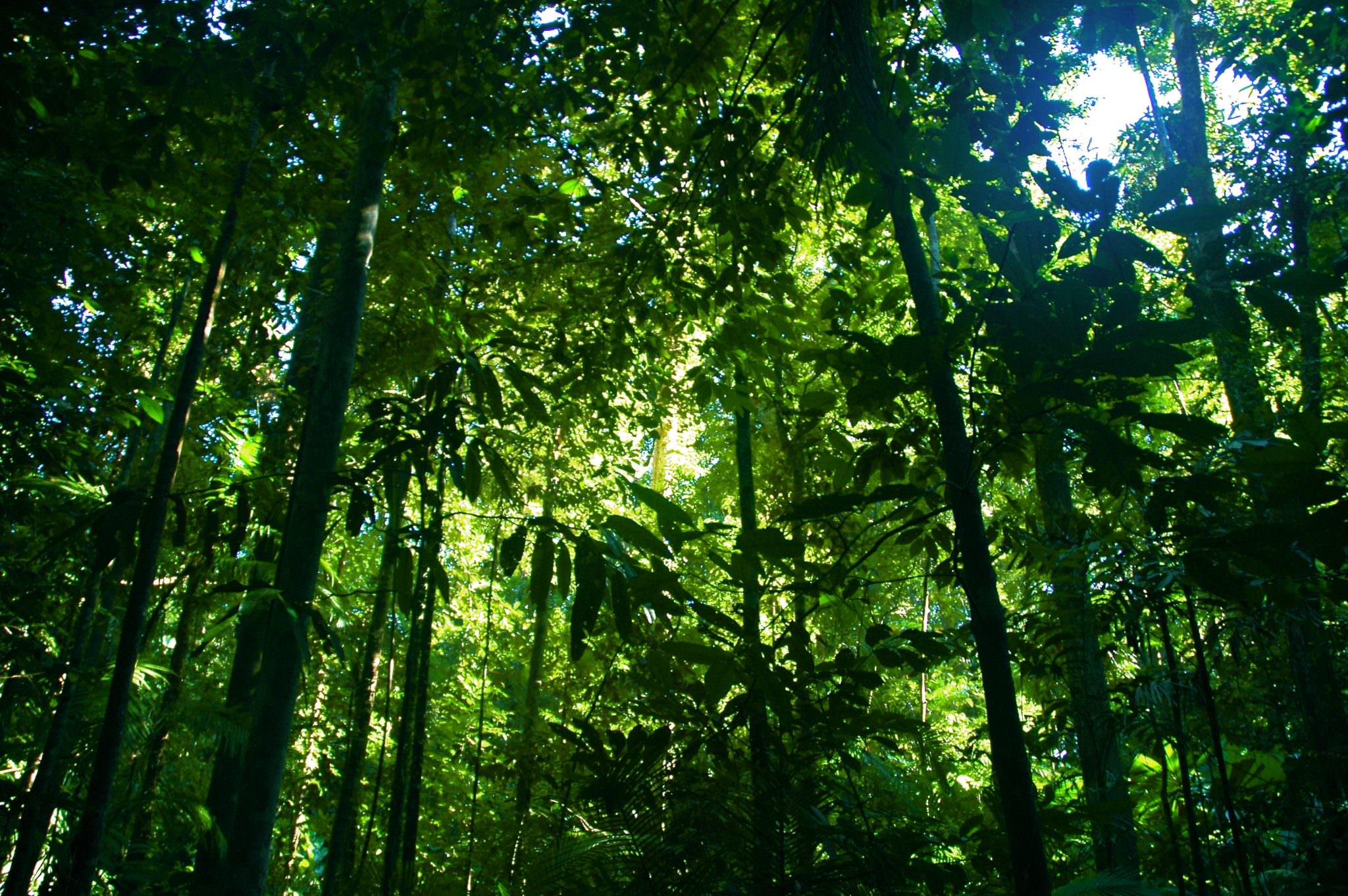 Good News on Rain Forests: They Bounce Back Strong