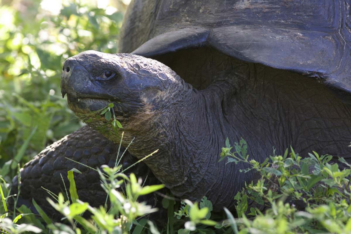 Galapagos Giant Tortoises Make a Comeback, Thanks to Innovative Conservation Strategies