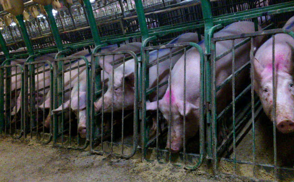 An Open Letter to the WHO—Industrial Animal Farming Must End