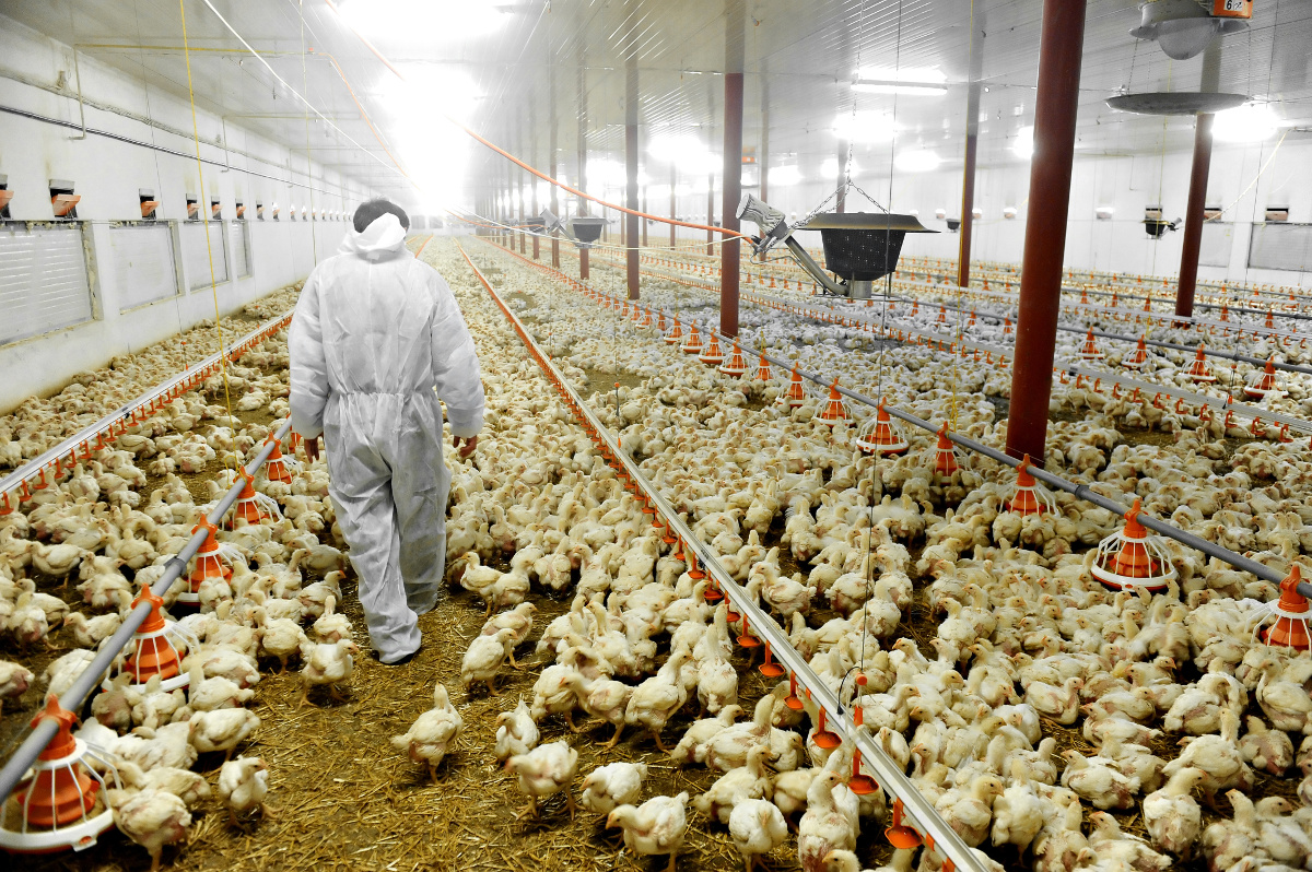 The Case Against Factory Farming