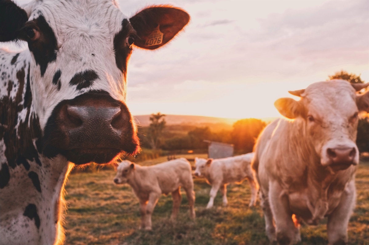 The Case for Sustainable Meat