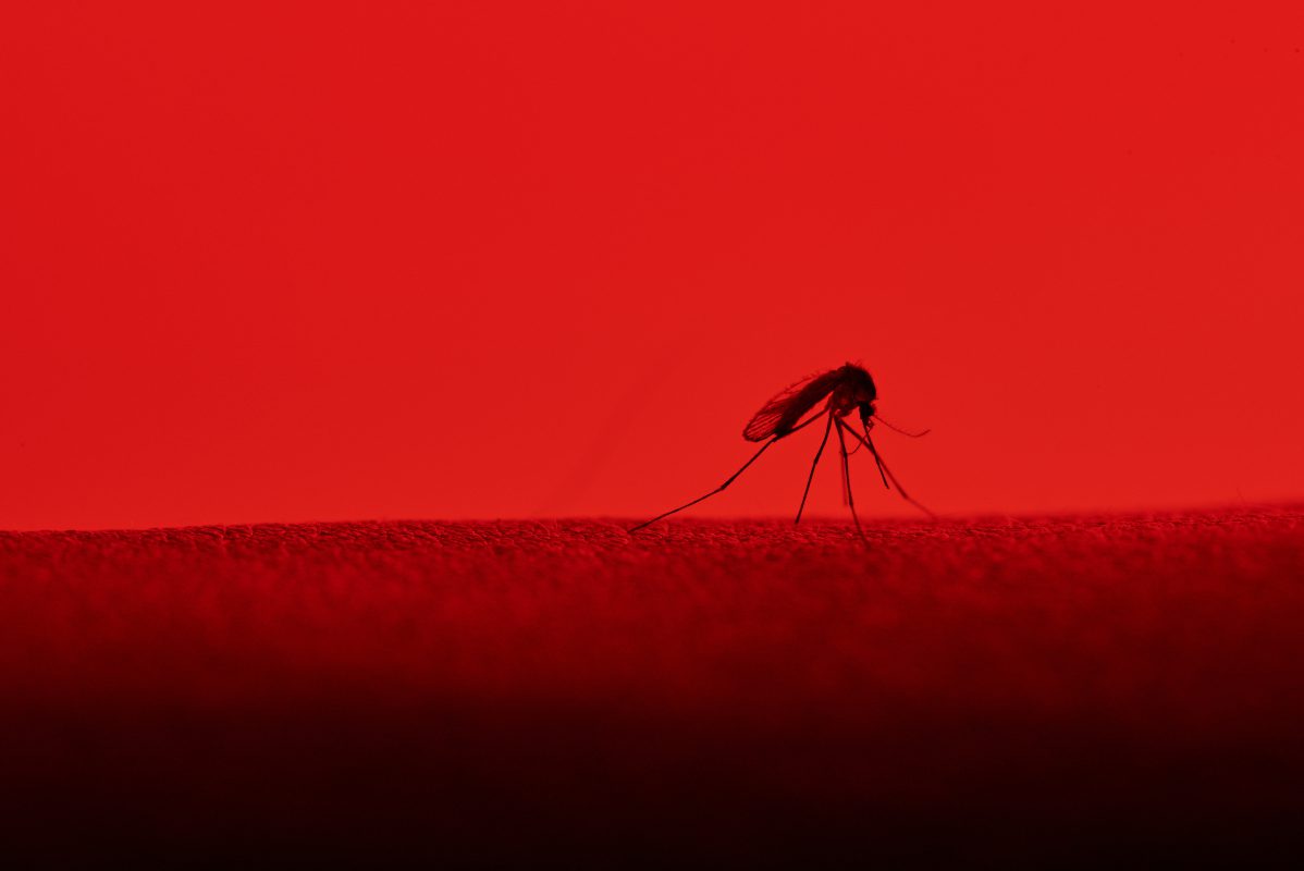 Exterminate Mosquitoes for the Sake of Humanity