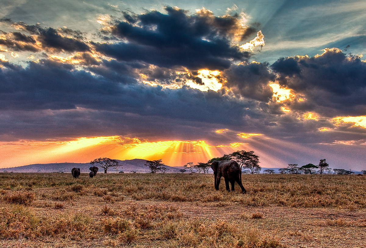 Barefoot Over the Serengeti: A Visit with David Read