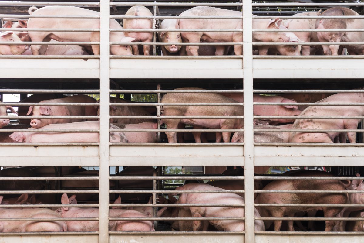 Why It's Time to End Factory Farming