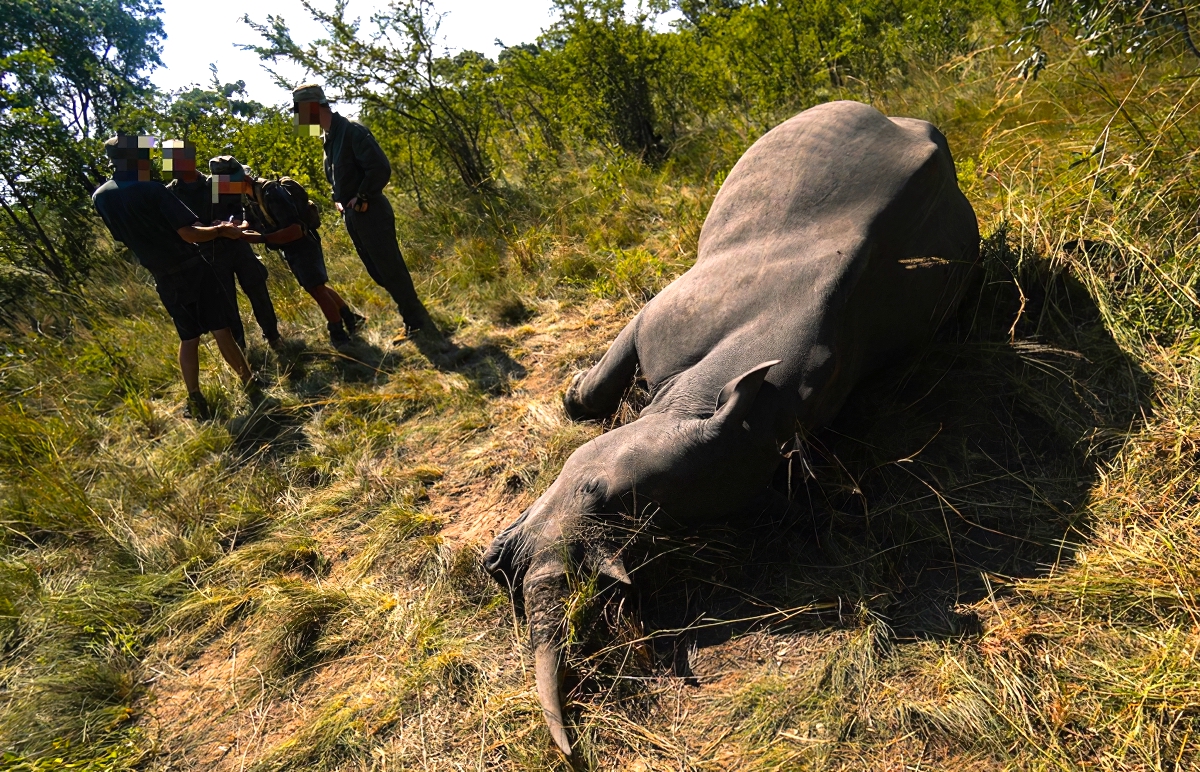War at the Tip of a Rhino Horn