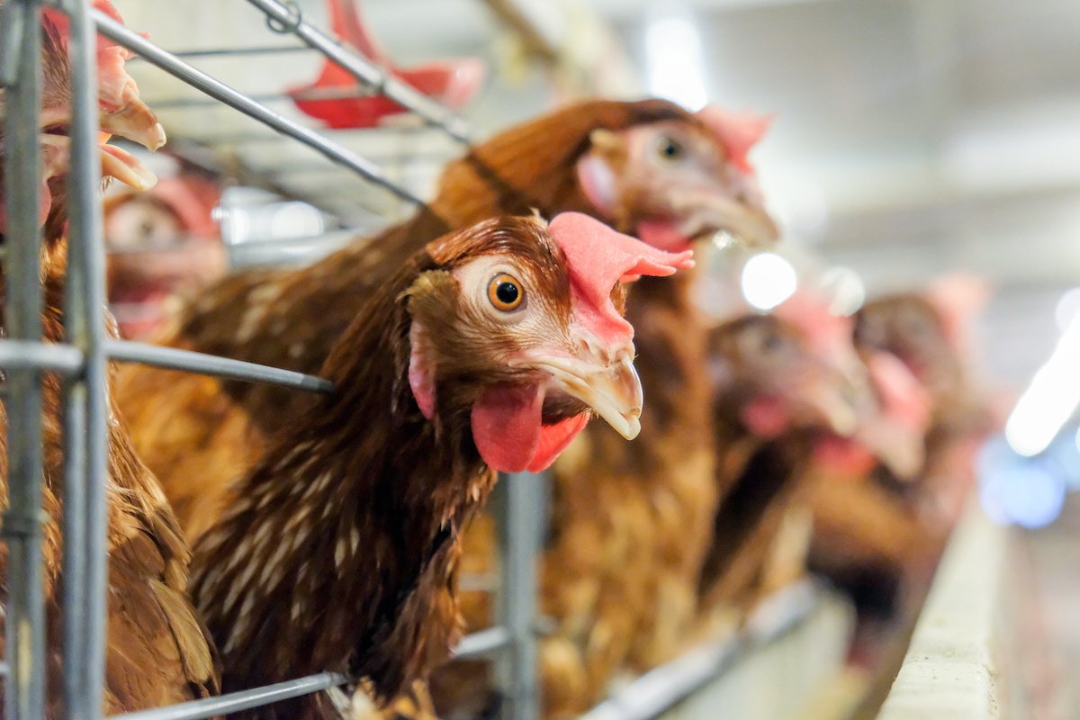 Poultry Farming, COVID-19, and the Next Pandemic