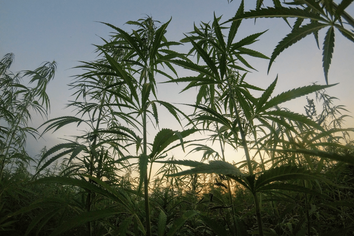 The Conservative Case for Cannabis Legalization