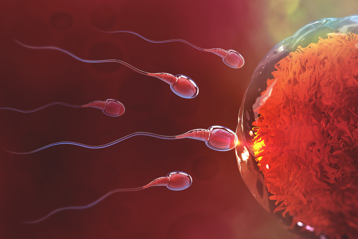 The Sperm Count Culture War